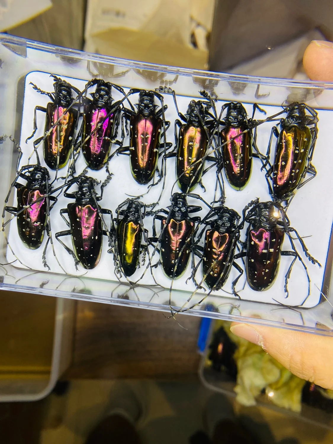 เวียดนาม Dicronorhina Debyana  - Home Decor Vietnam บทวิจารณ์และราคา